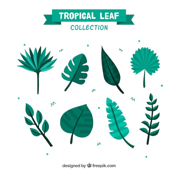 Lovely tropical leaf collection with flat design