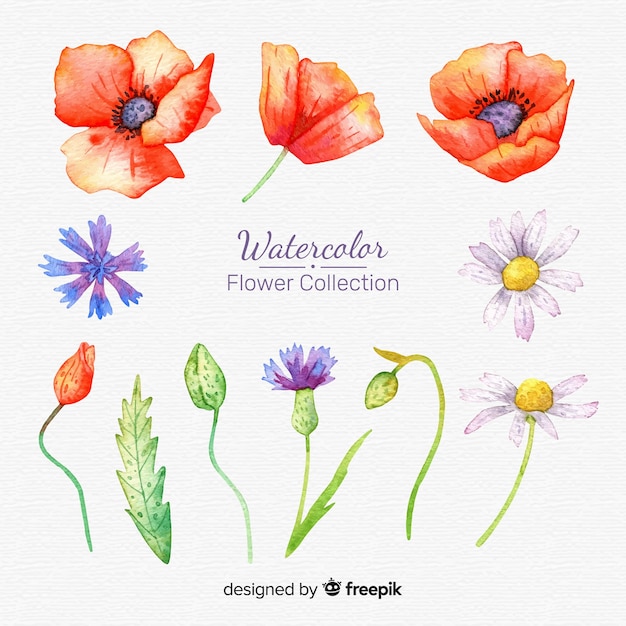 Lovely watercolor flower collection