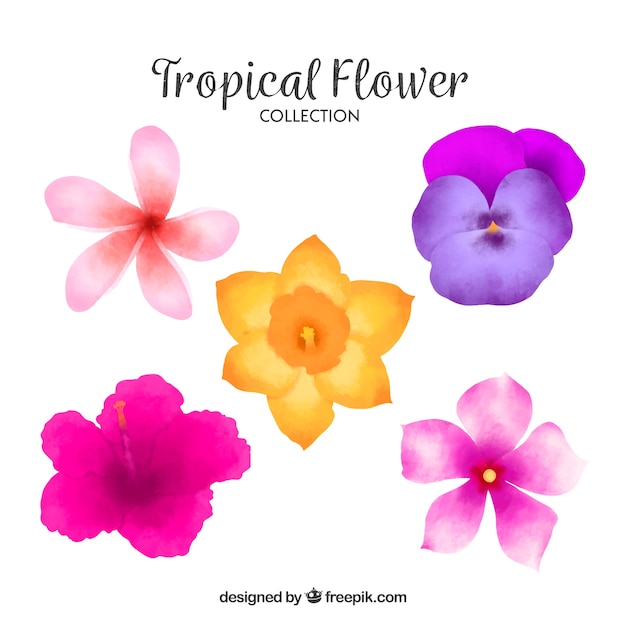 Lovely watercolor tropical flower collectio