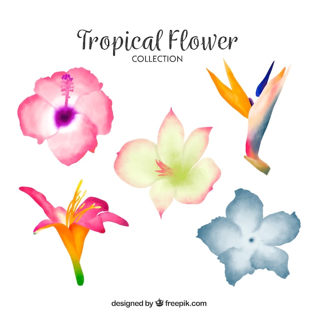 Lovely watercolor tropical flower collectio