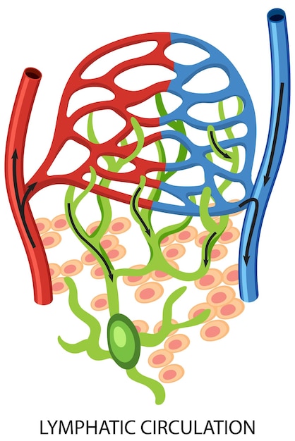 Free Vector lymphatic circulation system diagram