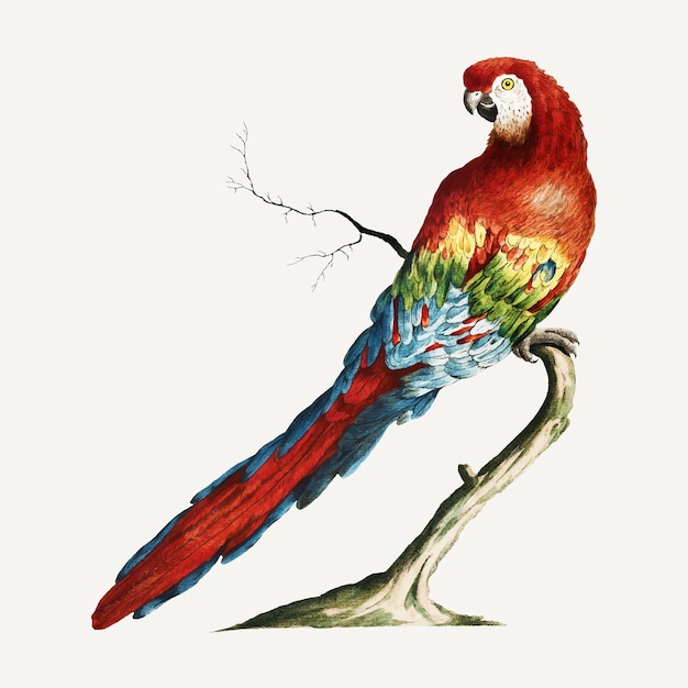 Free vector macaw vintage illustration