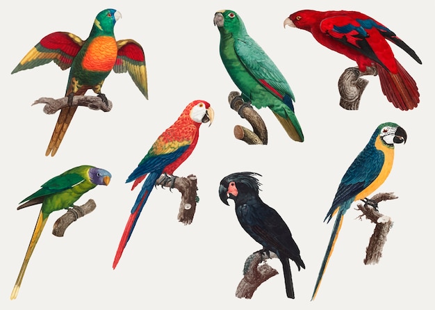 Free vector macaws vintage design