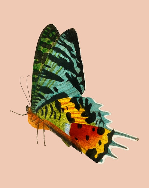 Madagascan Sunset Moth (Urania Riphaeus) illustrated by Charles Dessalines D'Orbigny (1806-1876).