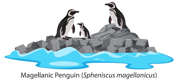 Free Vector magellanic penguin cartoon on the rock