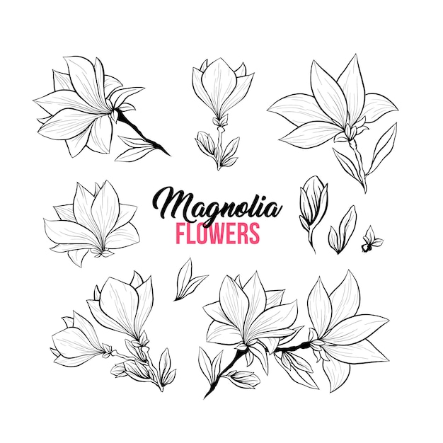 Magnolia flowers hand drawn illustrations set