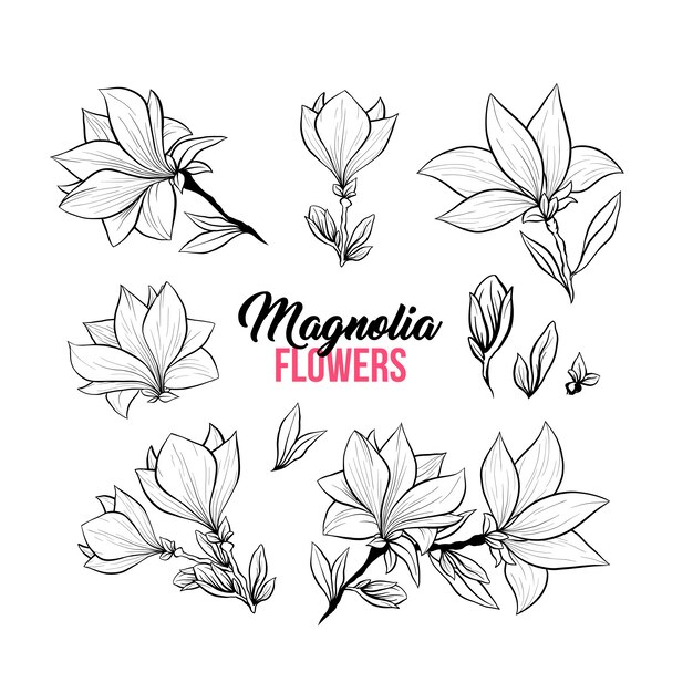 Magnolia flowers hand drawn illustrations set