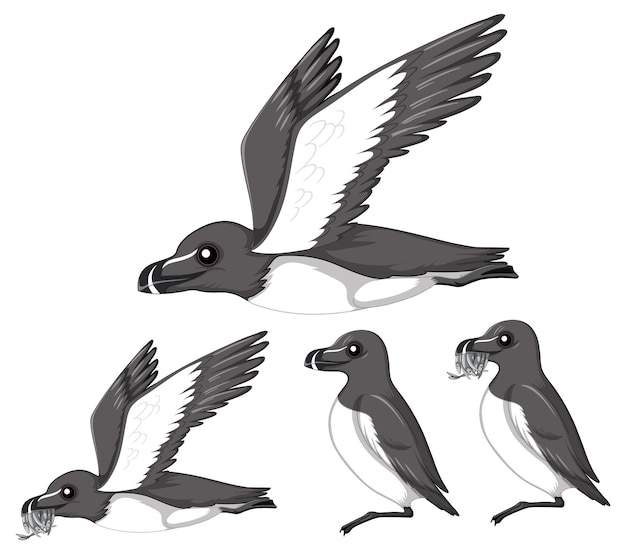 Free Vector magpie birds in cartoon style