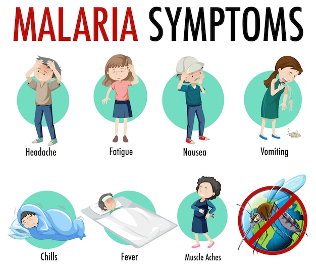 Free vector malaria symptom information infographic