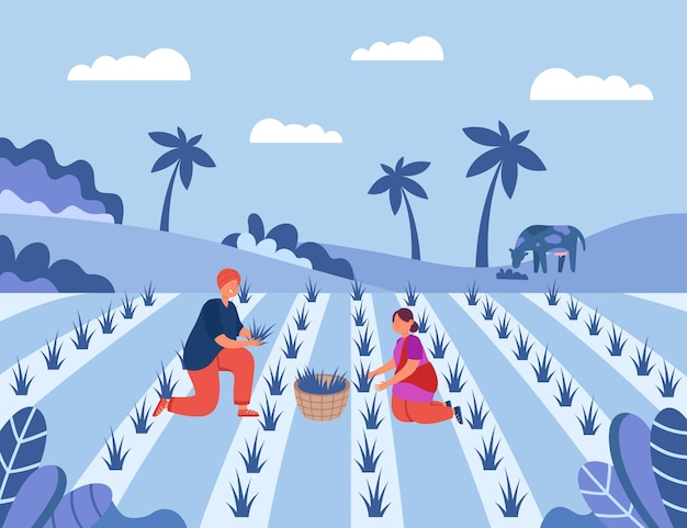 Male and female farmers working on rice fields in Indian village. Cartoon man and woman working on farm flat illustration