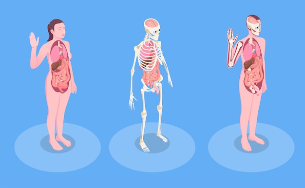 Free Vector male and female human bodies and internal organs 3d isometric