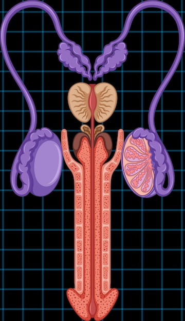 Free Vector male reproductive system with genital