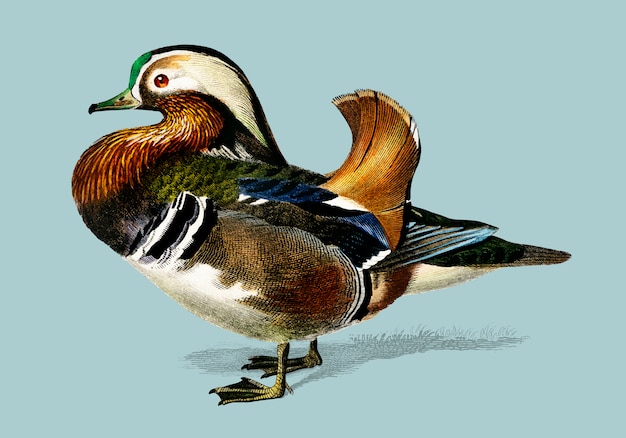 Free vector mandarin duck (aix galericulata) illustrated by charles dessalines d'orbigny (1806-1876).