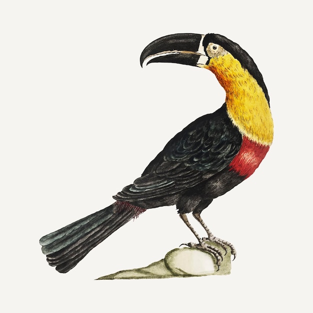 Free Vector mangiapepe toucan vintage illustration