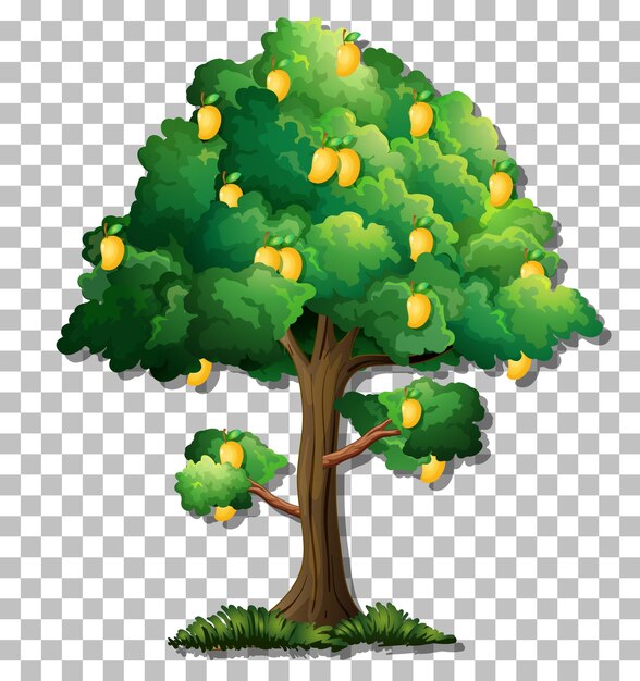 Mango tree on transparent background