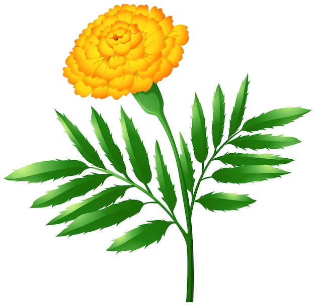 Free Vector marigold flower with green leaves