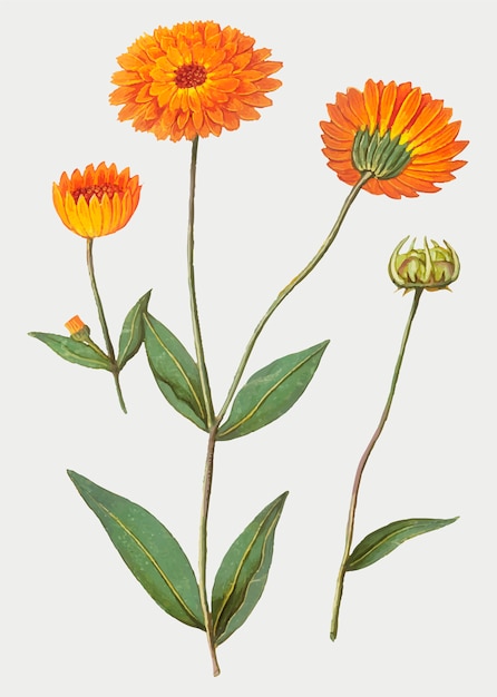 Free Vector marigold in vintage style