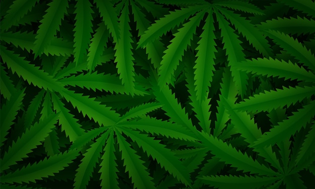 Marijuana or Cannabis Leaf background