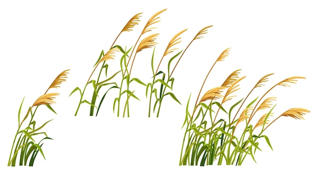 Free Vector marsh reed grass set of swamp cattails vector bulrush white background