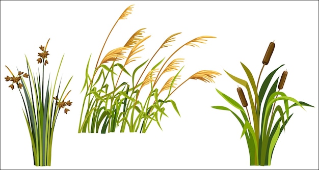 Marsh reed grass Set of swamp cattails Vector bulrush white background