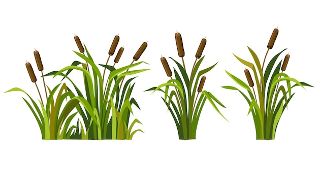 Marsh reed grass Set of swamp cattails Vector bulrush