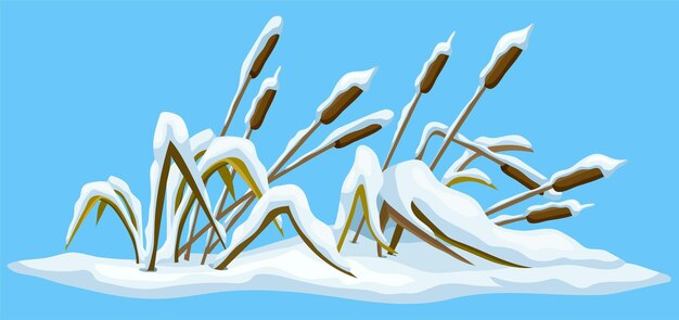 Marsh reed grass under snow Swamp cattails winter Broken weed and snowdrifts