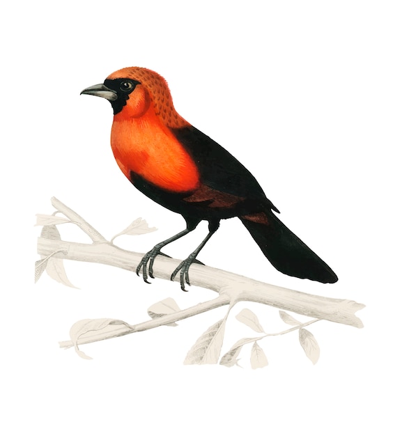 Masked crimson tanager (Ramphocelus Nigrogularis) 