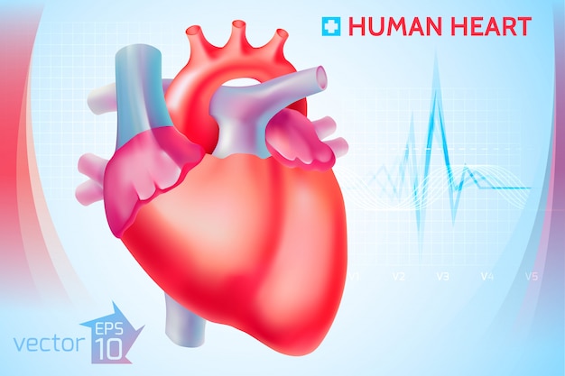 Free Vector medical anatomical cardio template with colorful human heart on light blue