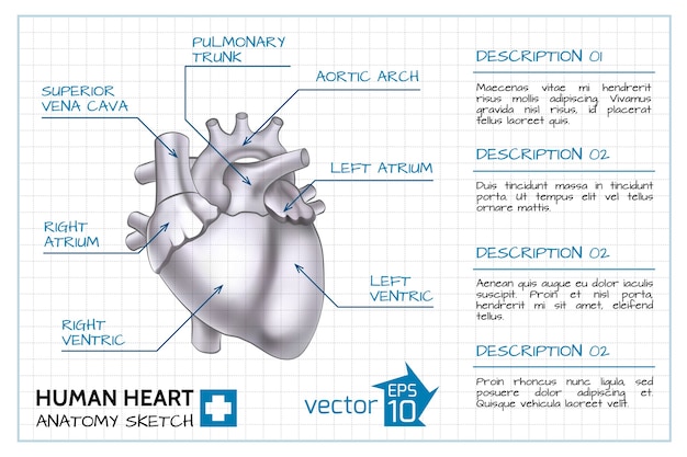 Medical Cardiology Infographic