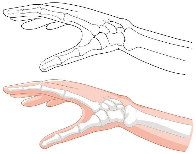 Free vector medical hand anatomy illustration