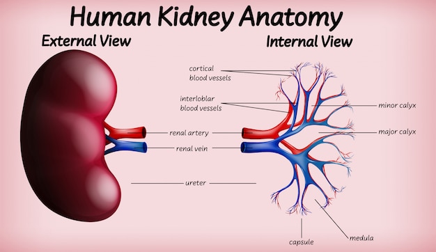 Medical human kidney anatomy