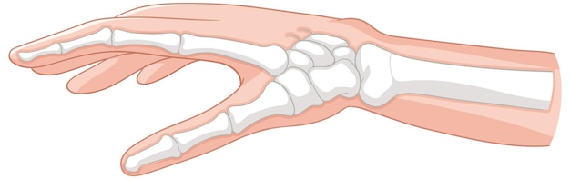 Medical Illustration of Human Hand