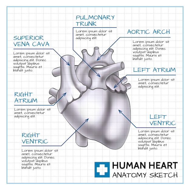 Free Vector medical internal organ concept with human heart anatomy on paper sheet in sketch style illustration