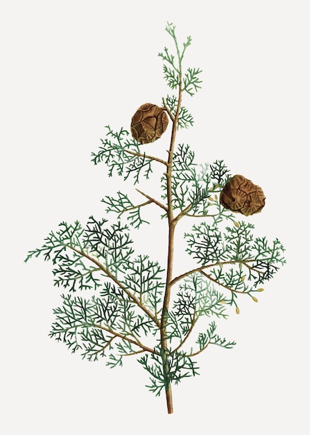 Mediterranean cypress plant