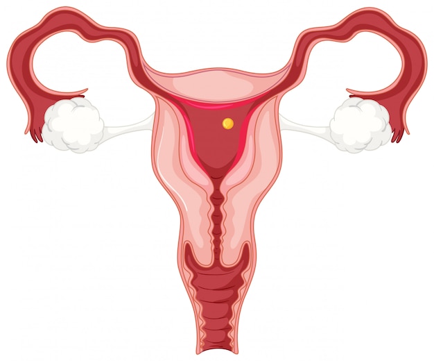 Menstrual cycle for woman