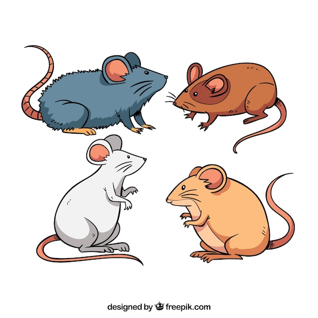 Mice breed collection of four