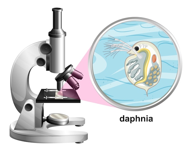 Free Vector microscope with anatomy structure of daphnia on white background