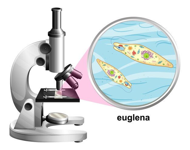 Microscope with anatomy structure of Euglena on white