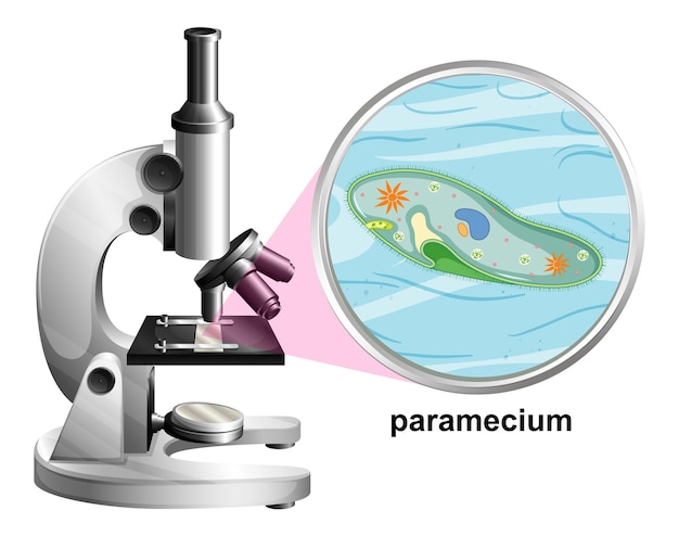 Free Vector microscope with anatomy structure of paramecium on white background