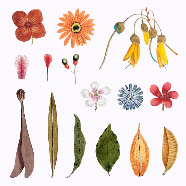 Free Vector mixed flowers and leaves set vector