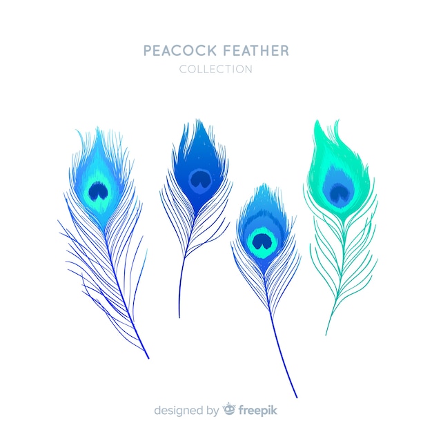 Modern hand drawn peacock feather collection