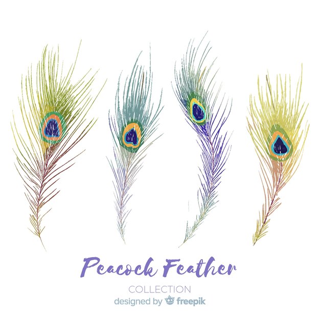 Modern hand drawn peacock feather collection