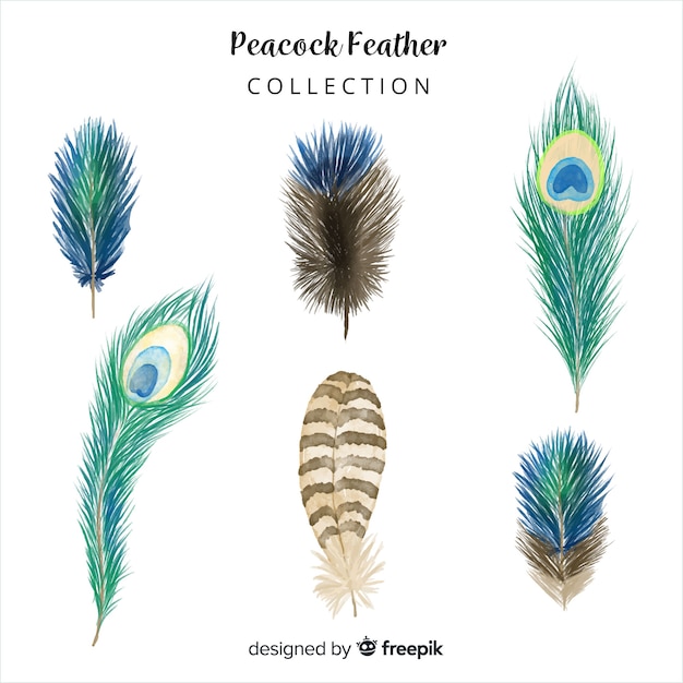 Modern hand drawn peacock feather collection