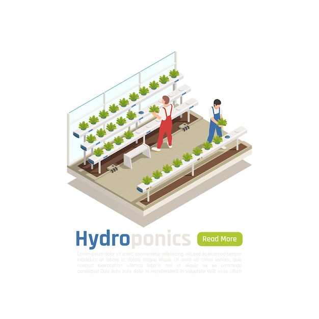 Modern hydroponic greenhouse isometric composition with 2 workers checking plants  growing without soil irrigation system  banner