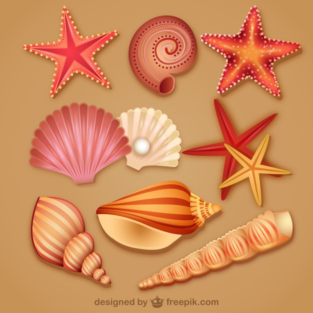 Free Vector modern lovely seashell icon