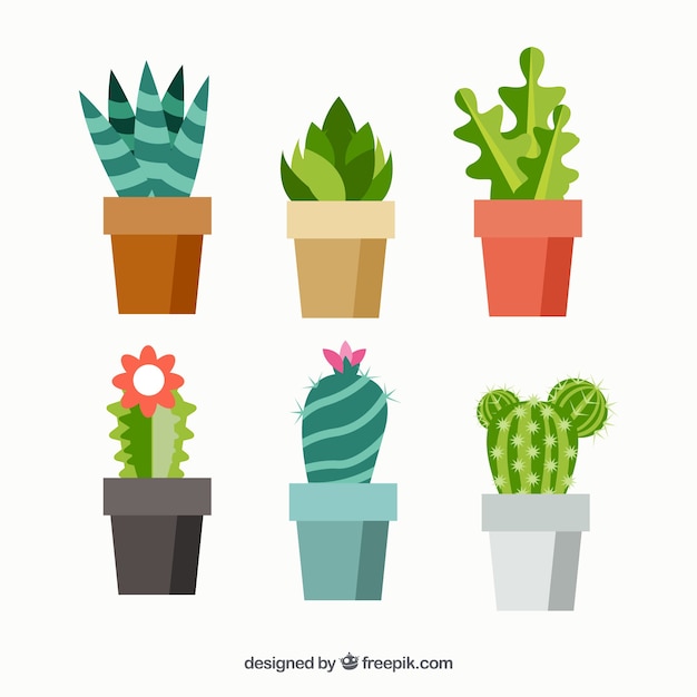 Modern variety of flat cactus