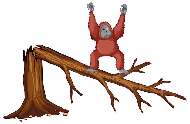 Monkey on broken branch