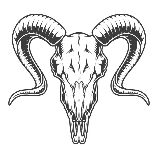 Monochrome goat skull illustration