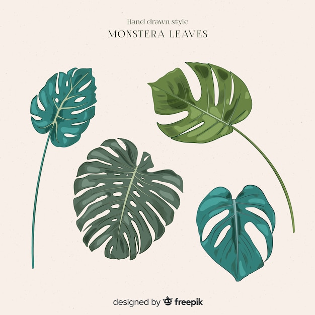 Free Vector monstera leaves collection