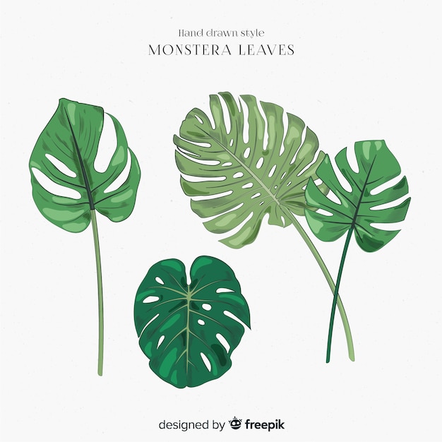 Free Vector monstera leaves collection